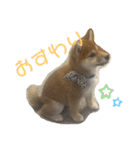 柴犬こまちゃむ（個別スタンプ：20）