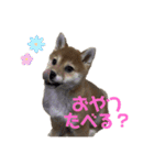 柴犬こまちゃむ（個別スタンプ：22）