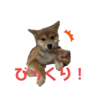 柴犬こまちゃむ（個別スタンプ：23）