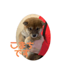 柴犬こまちゃむ（個別スタンプ：24）