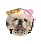 おみやさまペキニーズの宮津❤️（個別スタンプ：1）