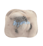 おみやさまペキニーズの宮津❤️（個別スタンプ：4）