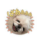 おみやさまペキニーズの宮津❤️（個別スタンプ：5）