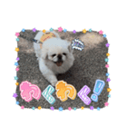 おみやさまペキニーズの宮津❤️（個別スタンプ：8）