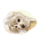 茶色い犬と白い犬のスタンプ（個別スタンプ：16）