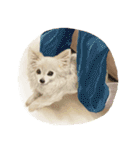 茶色い犬と白い犬のスタンプ（個別スタンプ：19）
