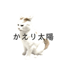 THAI-HEY-YOW（個別スタンプ：1）