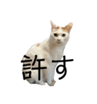 THAI-HEY-YOW（個別スタンプ：12）