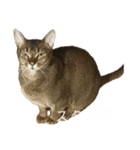 THAI-HEY-YOW（個別スタンプ：17）