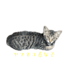 THAI-HEY-YOW（個別スタンプ：24）