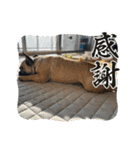ぱる5（個別スタンプ：5）