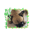 ぱる5（個別スタンプ：35）