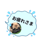 パグのパ・グぅ（個別スタンプ：5）