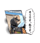 パグのパ・グぅ（個別スタンプ：8）