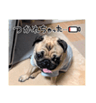 パグのパ・グぅ（個別スタンプ：10）