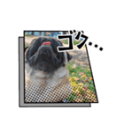 パグのパ・グぅ（個別スタンプ：15）