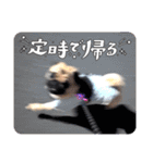 パグのパ・グぅ（個別スタンプ：16）