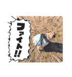 パグのパ・グぅ（個別スタンプ：19）