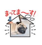 パグのパ・グぅ（個別スタンプ：30）