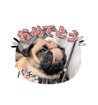 パグのパ・グぅ（個別スタンプ：32）