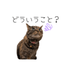 マイナスねこ（個別スタンプ：1）