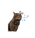 マイナスねこ（個別スタンプ：2）