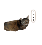 マイナスねこ（個別スタンプ：4）
