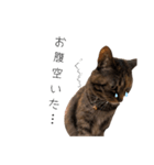 マイナスねこ（個別スタンプ：5）