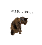 マイナスねこ（個別スタンプ：6）