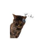 マイナスねこ（個別スタンプ：7）