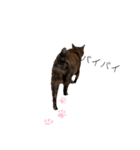マイナスねこ（個別スタンプ：8）
