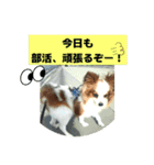 パピヨンレオの呟き！（個別スタンプ：1）