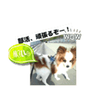 パピヨンレオの呟き！（個別スタンプ：2）