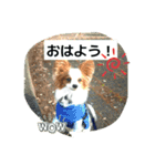 パピヨンレオの呟き！（個別スタンプ：4）