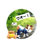 パピヨンレオの呟き！（個別スタンプ：7）