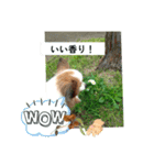 パピヨンレオの呟き！（個別スタンプ：9）