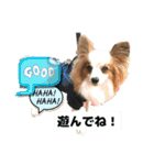 パピヨンレオの呟き！（個別スタンプ：10）