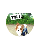パピヨンレオの呟き！（個別スタンプ：11）