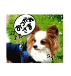 パピヨンレオの呟き！（個別スタンプ：13）