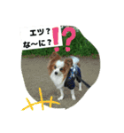 パピヨンレオの呟き！（個別スタンプ：14）
