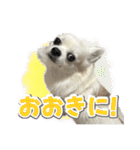 賢賢犬（かしこかしこドッグ）4（個別スタンプ：1）