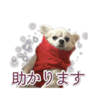 賢賢犬（かしこかしこドッグ）4（個別スタンプ：2）