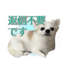 賢賢犬（かしこかしこドッグ）4（個別スタンプ：3）