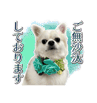 賢賢犬（かしこかしこドッグ）4（個別スタンプ：4）