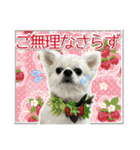 賢賢犬（かしこかしこドッグ）4（個別スタンプ：5）