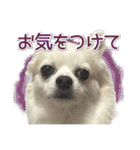 賢賢犬（かしこかしこドッグ）4（個別スタンプ：6）