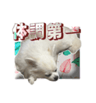 賢賢犬（かしこかしこドッグ）4（個別スタンプ：8）