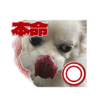 賢賢犬（かしこかしこドッグ）4（個別スタンプ：9）