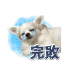 賢賢犬（かしこかしこドッグ）4（個別スタンプ：10）