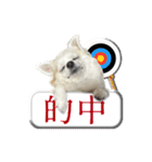 賢賢犬（かしこかしこドッグ）4（個別スタンプ：11）
